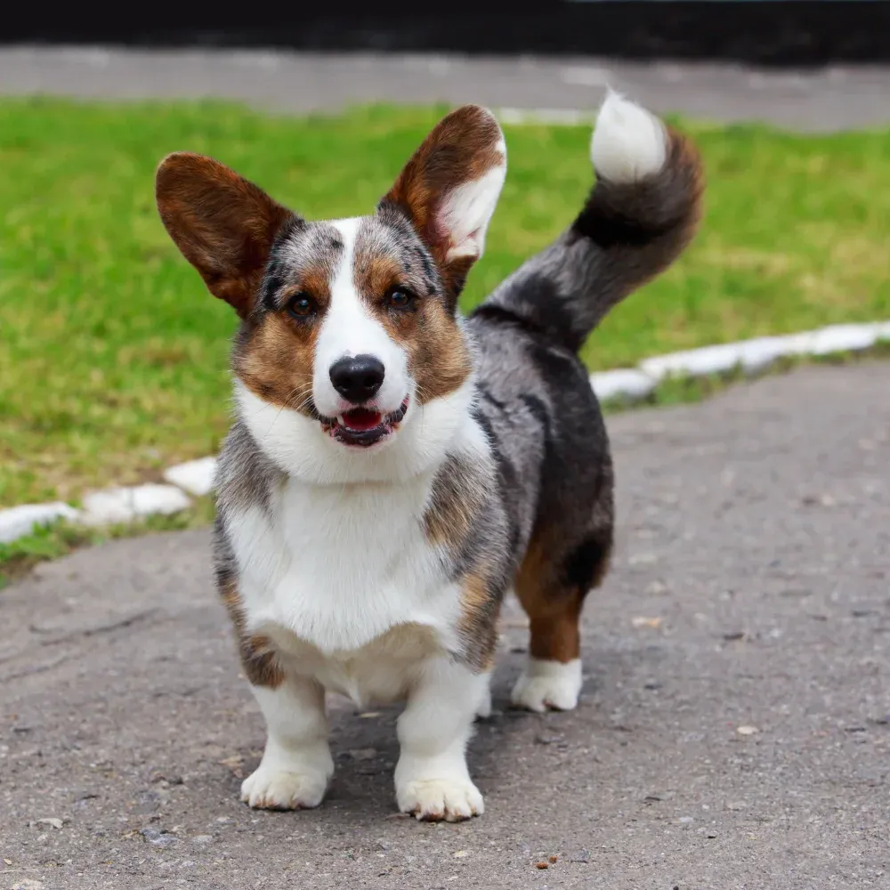 Welsh Corgi Cardigan